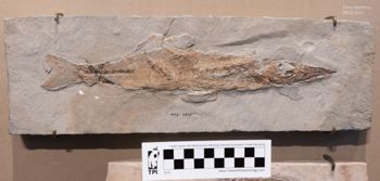 Media type: image;   Vertebrate Paleontology VPF-6315 Description: Photograph of the skeleton in right lateral view of MCZ VPF-6315. On exhibit in the HMNH Romer Hall.;  Aspect: lateral